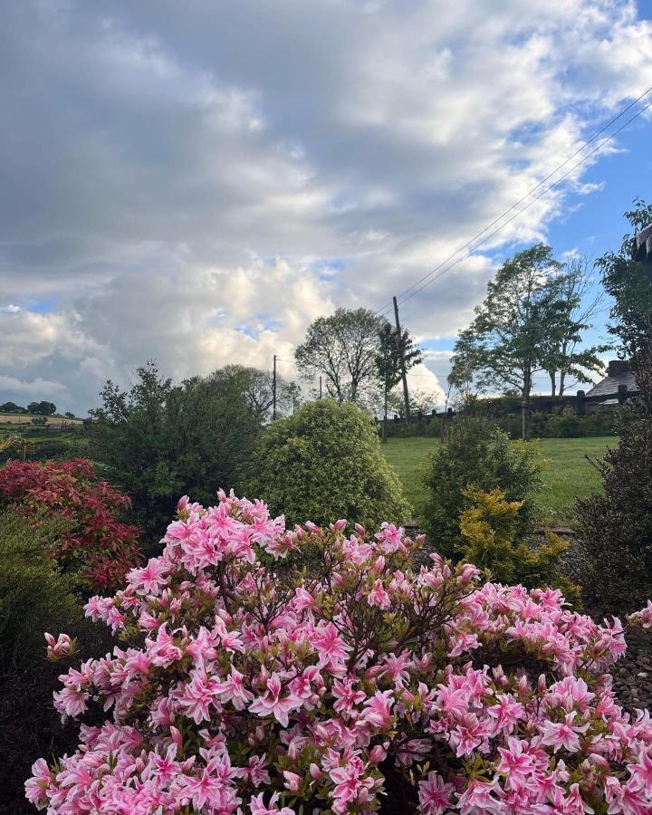 Dans Wee Cottage Slieve Croob Dromara Castlewellan Newcastle Luaran gambar
